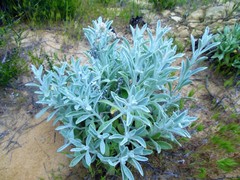 Pseudognaphalium canescens