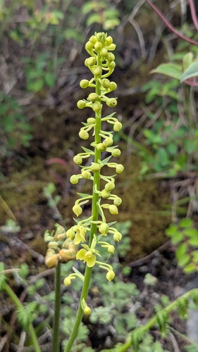 Calanthe davidii iNat (3)
