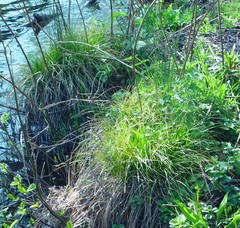 Carex remota