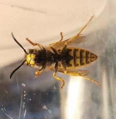 Vespula germanica