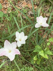 Zephyranthes drummondii