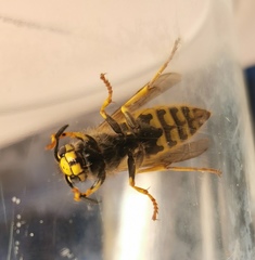 Vespula germanica