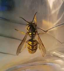 Vespula germanica