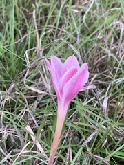 Zephyranthes drummondii