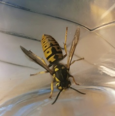 Vespula germanica