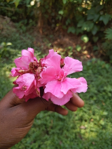 oleander