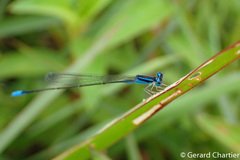 Aciagrion hisopa