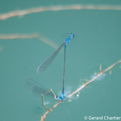 Aciagrion hisopa