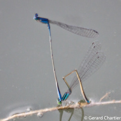 Aciagrion hisopa
