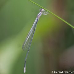 Aciagrion hisopa
