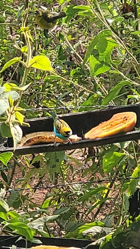 Gilt-edged Tanager