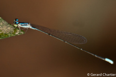 Aciagrion hisopa