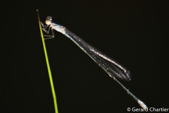 Aciagrion hisopa