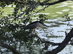 Nycticorax nycticorax