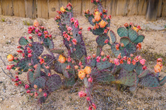 Opuntia macrocentra macrocentra