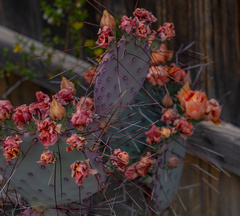 Opuntia macrocentra macrocentra