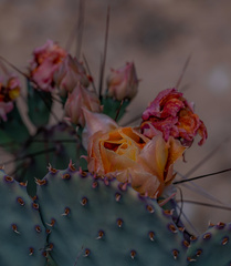 Opuntia macrocentra macrocentra
