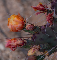 Opuntia macrocentra macrocentra