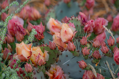 Opuntia macrocentra macrocentra