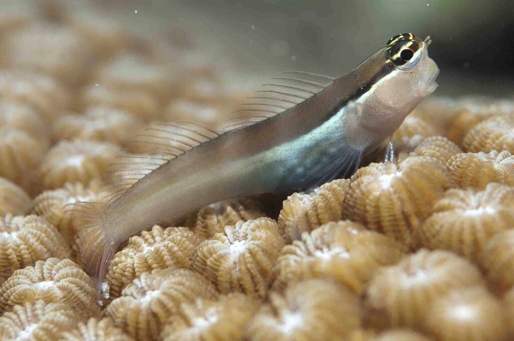 Shirley's Coralblenny
