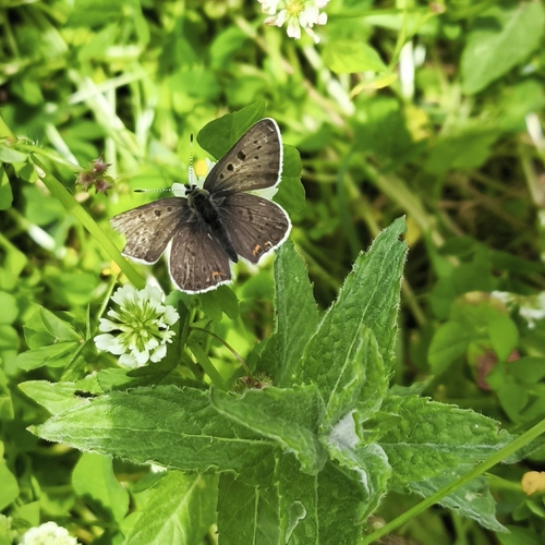 Sooty Copper