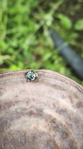 Pied shield bug