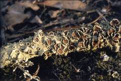 Flavoparmelia rutidota