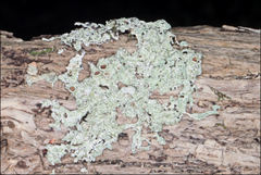 Flavoparmelia rutidota