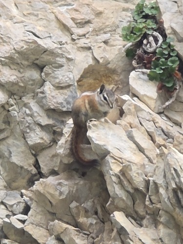 Palmer's Chipmunk observed by cflinspach