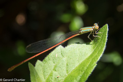 Aciagrion pallidum