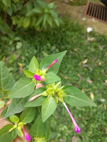 marvel of Peru