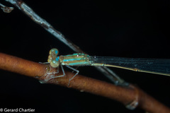 Aciagrion hisopa