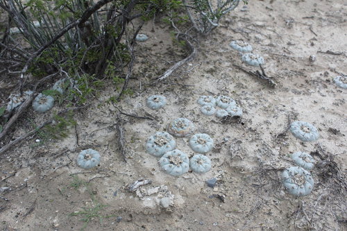 Peyote