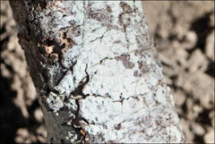 Pertusaria pertractata