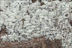 Pertusaria pertractata