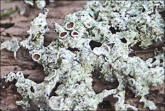 Flavoparmelia rutidota