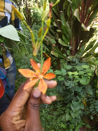 Blackberry Lily