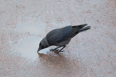 Corvus monedula