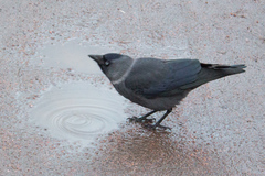 Corvus monedula