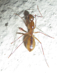 Camponotus hova