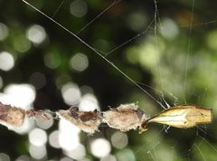 Arachnura melanura