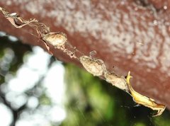 Arachnura melanura