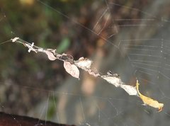 Arachnura melanura