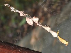 Arachnura melanura