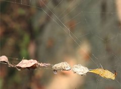 Arachnura melanura