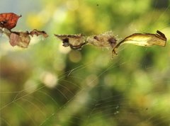 Arachnura melanura