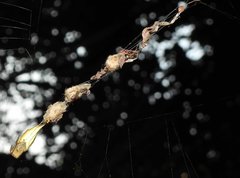 Arachnura melanura