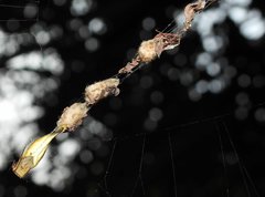 Arachnura melanura