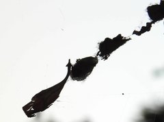 Arachnura melanura