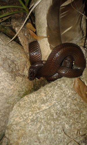 Photo of a Western Jackson’s Wolf Snake (Lycophidion jacksoni)